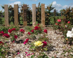 Roses of various colours bloom in a mulched garden bed. Behind them, a wooden fence and a tall memorial plaque stand, with green bushes and a grassy area in the background under a blue sky.