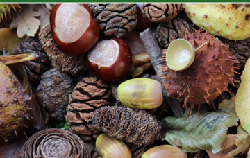 Poster for a Leicestershire County Council Tree Seed Collection Event on Sat, 3 Oct 2026. Includes session times, locations, contact details, and images of acorns and seeds. Event details and partner logos are shown.