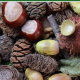 Poster for a Leicestershire County Council Tree Seed Collection Event on Sat, 3 Oct 2026. Includes session times, locations, contact details, and images of acorns and seeds. Event details and partner logos are shown.